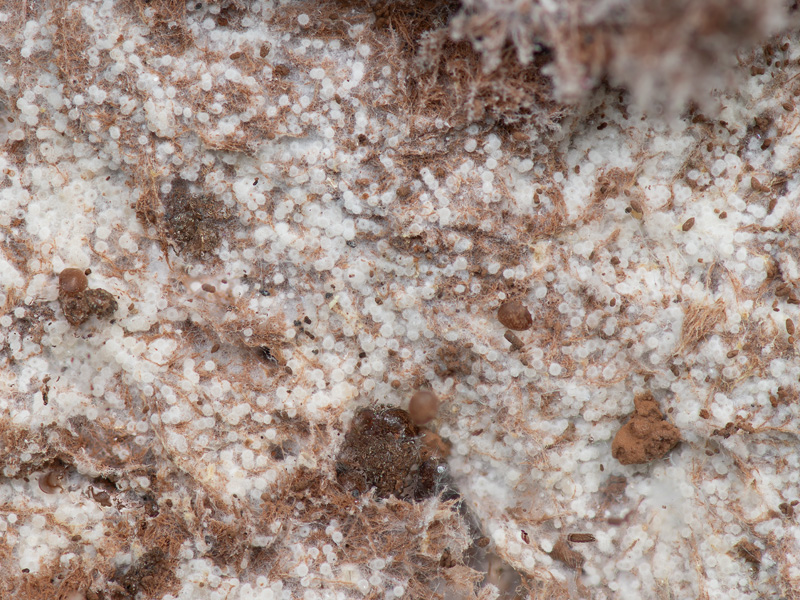 Sporophagomyces chrysostomus